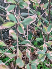 Berberis maderensis