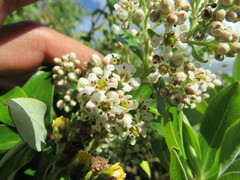 Escallonia paniculata