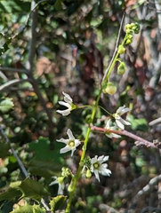 Marah macrocarpa