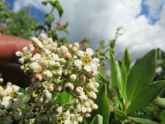 Escallonia paniculata
