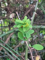 Berberis maderensis