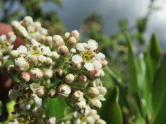 Escallonia paniculata