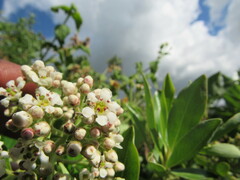 Escallonia paniculata