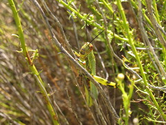 Zoniopoda tarsata