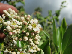 Escallonia paniculata