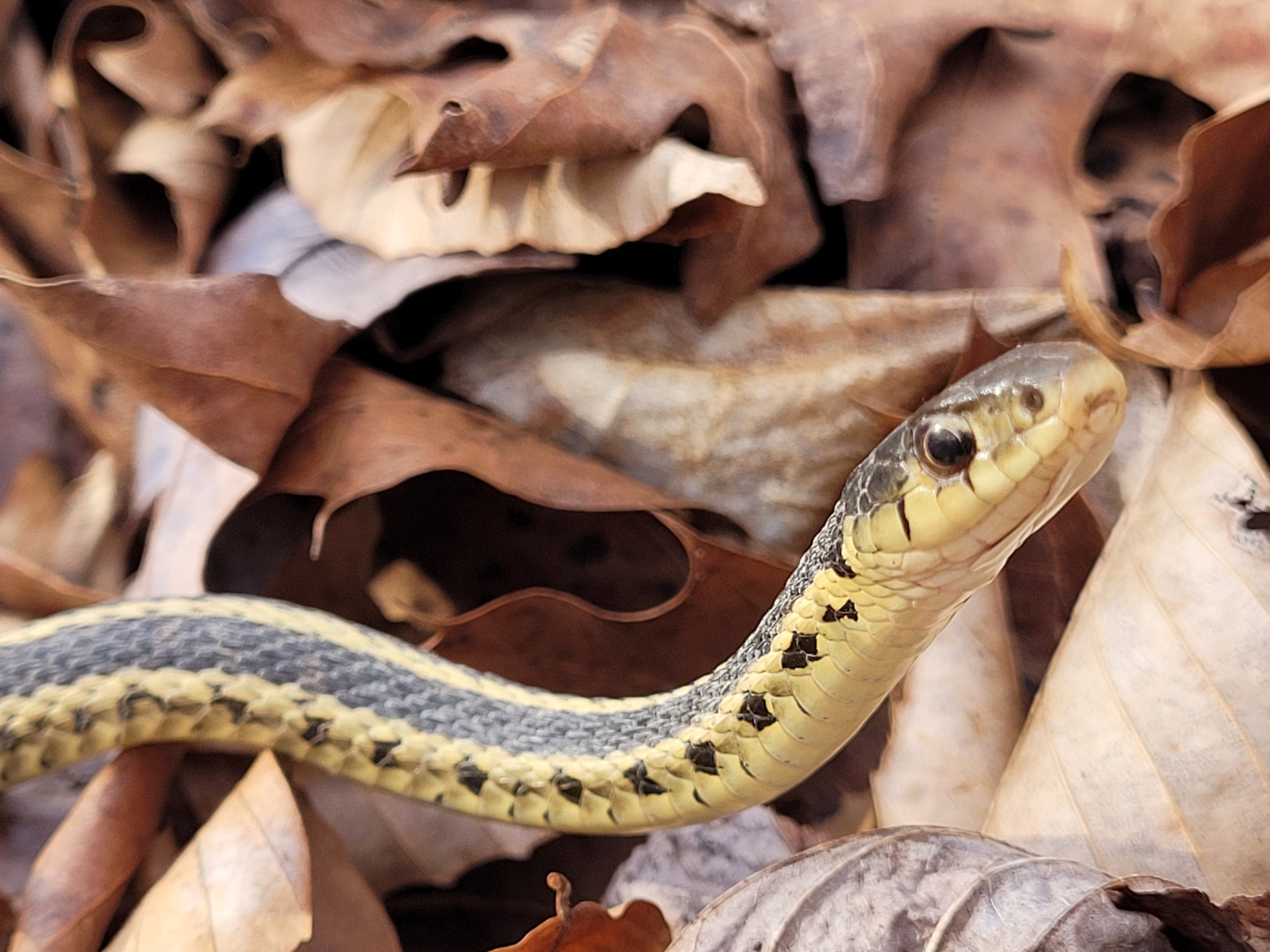 Thamnophis Sirtalis Sirtalis