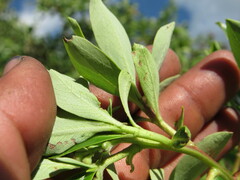 Escallonia paniculata