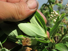 Escallonia paniculata