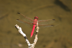 Orthemis nodiplaga