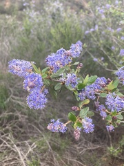 Ceanothus tomentosus