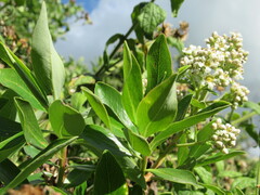 Escallonia paniculata