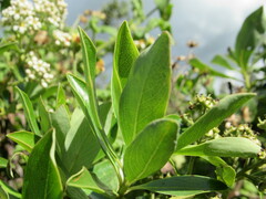 Escallonia paniculata