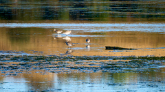 Limosa lapponica baueri