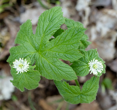 Hydrastis canadensis
