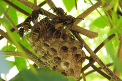Polistes cinerascens