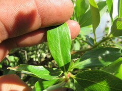 Escallonia paniculata