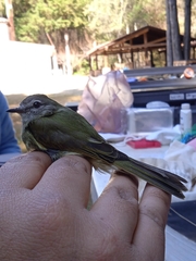 Myiopagis viridicata
