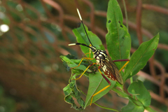 Holhymenia histrio