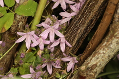 Campanula poscharskyana