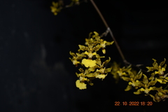 Oncidium