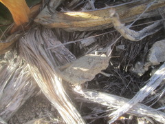 Phrynotettix robustus