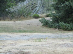 Oryctolagus cuniculus cuniculus