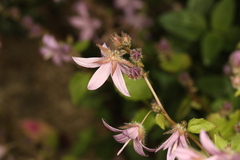 Campanula poscharskyana