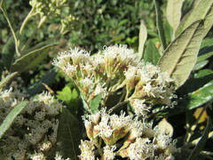 Ageratina asclepiadea