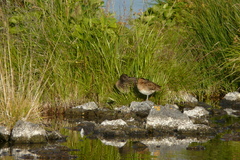 Gallinago gallinago