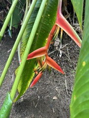 Heliconia latispatha