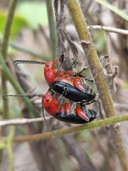Cacoscelis abdominalis