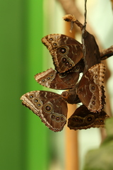 Morpho helenor peleides