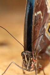 Morpho helenor peleides