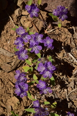 Phacelia humilis