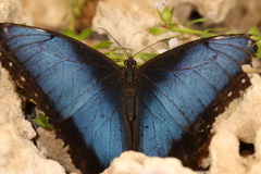 Morpho helenor peleides