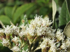 Ageratina asclepiadea