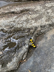 Cyllopoda jatropharia