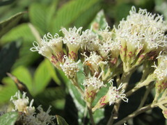Ageratina asclepiadea