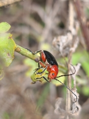 Cacoscelis abdominalis