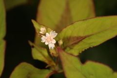 Persicaria microcephala