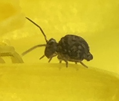 Dicyrtomidae