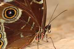 Morpho helenor peleides