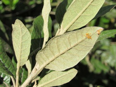 Ageratina asclepiadea