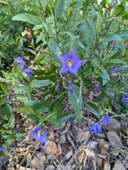 Solanum parishii