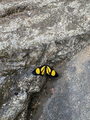 Cyllopoda jatropharia
