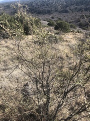Larrea tridentata