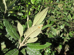 Ageratina asclepiadea