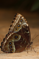Morpho helenor peleides