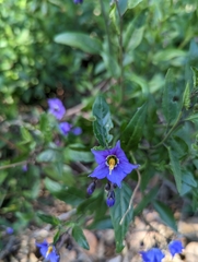 Solanum parishii
