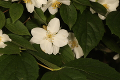 Philadelphus
